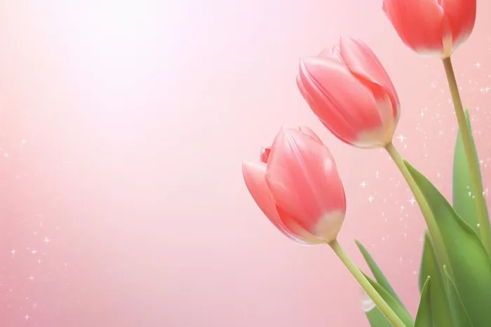 粉色清新郁金香鲜花背景(1344x896)