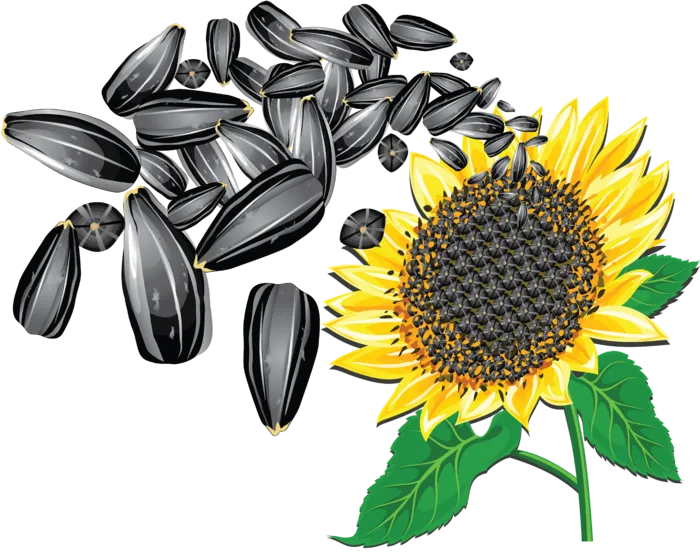 葵花子瓜子