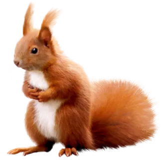 松鼠动物灰色 松鼠动物灰色