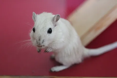 白色小老鼠图片
