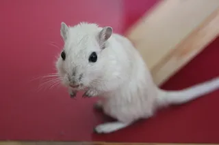白色小老鼠图片