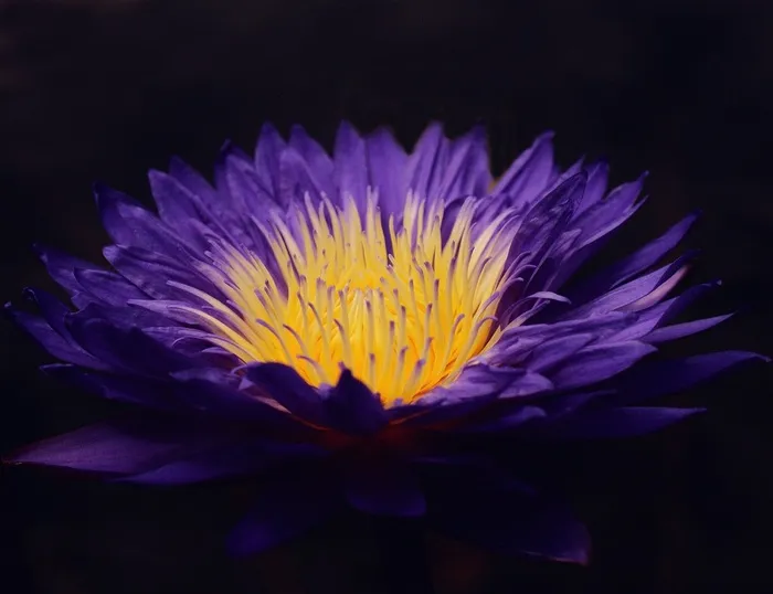 梦幻紫色唯美鲜花图片