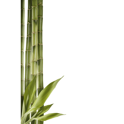 PNG 绿色竹子  