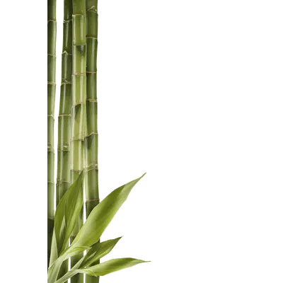 PNG 绿色竹子  