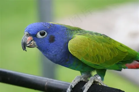 鹦鹉彩色羽毛jpg素材