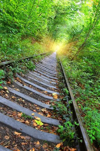 植物和破旧的铁路