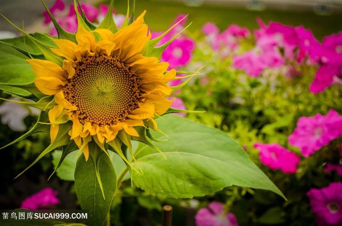高清野外向日葵摄影图片
