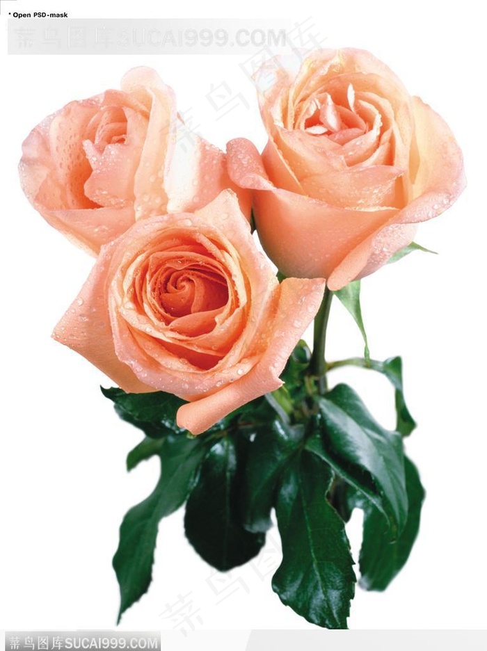 玫瑰花束-三朵粉色玫瑰