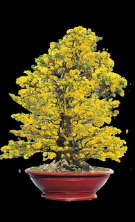 梅花花盆装饰新年背景