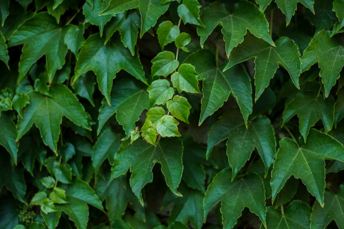 爬山虎种植图片欣赏