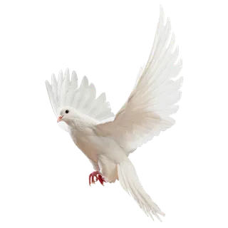 和平鸽免扣 和平鸽免扣