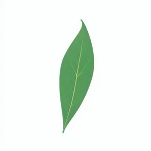 一片绿色叶子png免抠