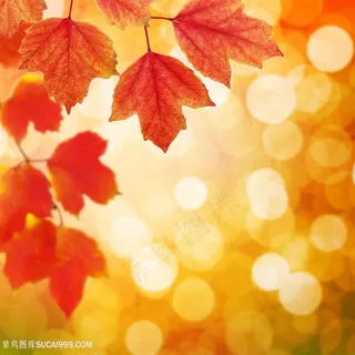 枫叶树叶光斑高清图片