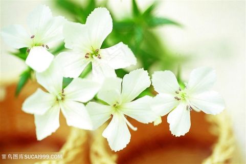 高清唯美盛开的茉莉花图片