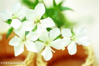 高清唯美盛开的茉莉花图片