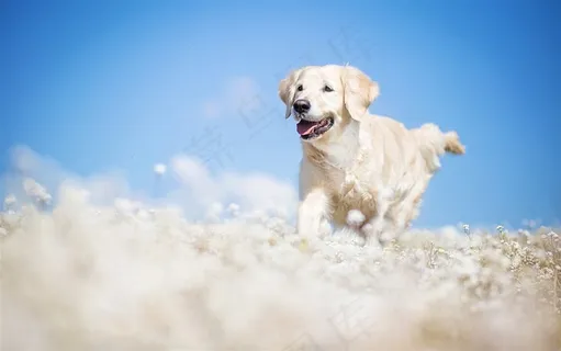 奔跑的狗狗图片