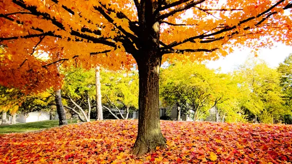 秋天秋日树落叶高清背景 秋天秋日树落叶高清背景