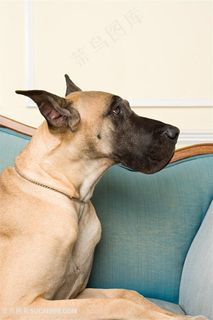 高清沙发上大丹犬狗狗图片