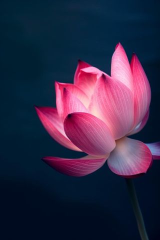 粉色唯美莲花大气背景