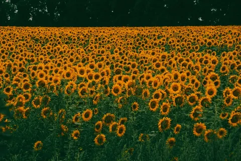 黄色向日葵摄影素材