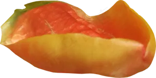 花瓣花朵免扣图片 