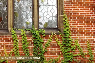 植物装饰的窗户图片