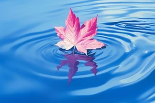 掉落水面的枫叶背景