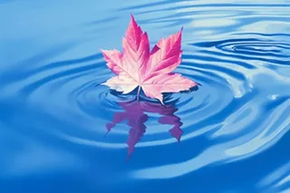 掉落水面的枫叶背景