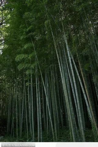 自然景致-茂密的竹林