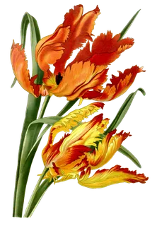 复古手绘植物花卉插画 免抠