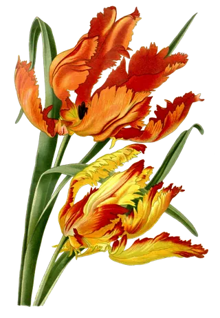 复古手绘植物花卉插画 免抠