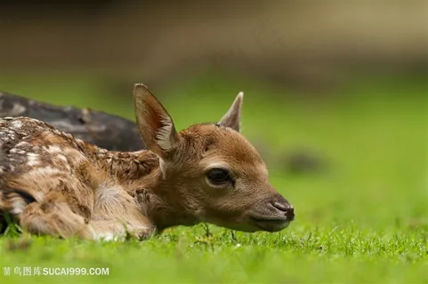 趴在地上的麋鹿图片 趴在地上的麋鹿图片