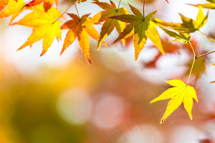 深秋时节树叶近景特写摄影高清图