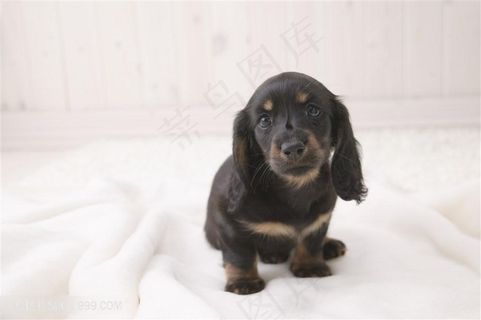 高清腊肠宠物狗狗图片