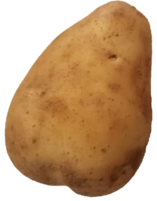 不规则椭圆黄色洋芋黄心新土豆带沙免抠元素实物摄影素材