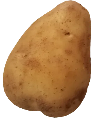 不规则椭圆黄色洋芋黄心新土豆带沙免抠元素实物摄影素材