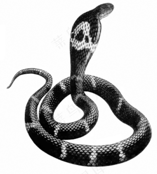 蛇 十二生肖 PNG 透明 免扣