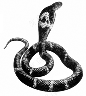 蛇 十二生肖 PNG 透明 免扣 蛇 十二生肖 PNG 透明 免扣