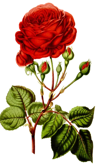 鲜花玫瑰免扣素材