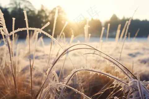 白霜覆盖着草地清晨摄影图