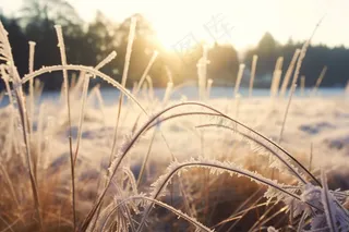 白霜覆盖着草地清晨摄影图