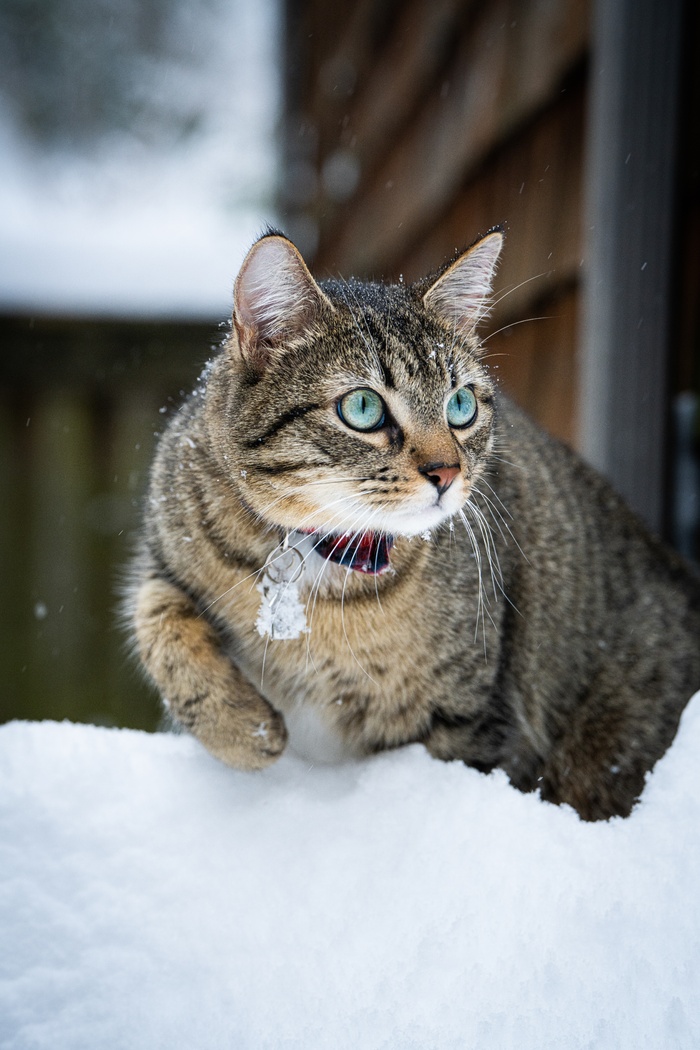 可爱猫咪猫猫摄影素材