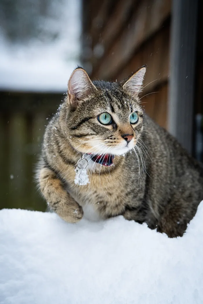 可爱猫咪猫猫摄影素材