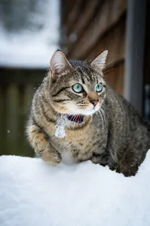可爱猫咪猫猫摄影素材 可爱猫咪猫猫摄影素材