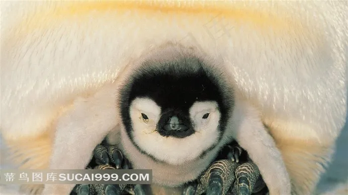 躲在妈妈怀中的企鹅宝宝