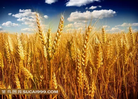 小麦麦田摄影 小麦麦田摄影
