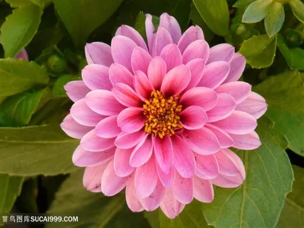 高清俯拍粉色大丽花鲜花图片 高清俯拍粉色大丽花鲜花图片