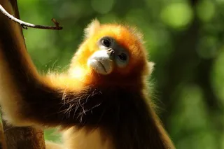 野生动物金丝猴动物大全