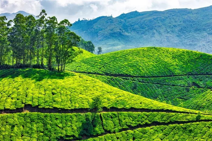 美丽的绿色茶园
