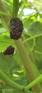 新鲜/水果/桑葚/新鲜桑葚/鲜嫩多汁/拍摄/桑果